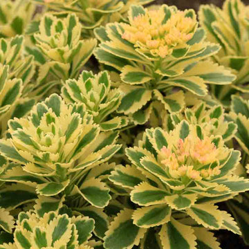 Hardy Atlantis Stonecrop is a stylish green toothed rosettes edged in wide margins of cream to yellow provides a distinctive warmth, charm, and character.