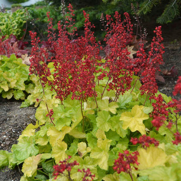 Appletini Coral Bells has lime green foliage.