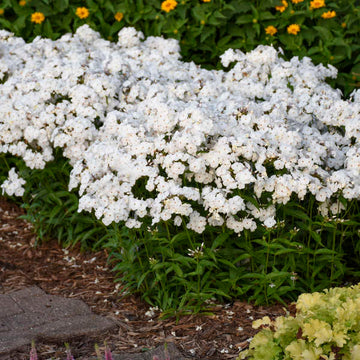 Opening Act White Hybrid Phlox looks handsome in cottage gardens, container display, and especially in flower arrangements.