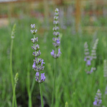 Provence French Lavender has fragrant purple-blue flowers in summer