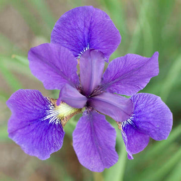 Caesar's Brother Siberian Iris has great late spring color.