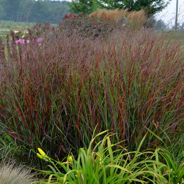 Prairie Rose® 'Cheyenne Sky' Switchgrass