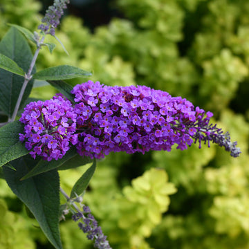 Lo & Behold® 'Purple Haze' Butterfly Bush flowers are vibrant purple. 
