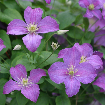 Jolly Good™ Clematis