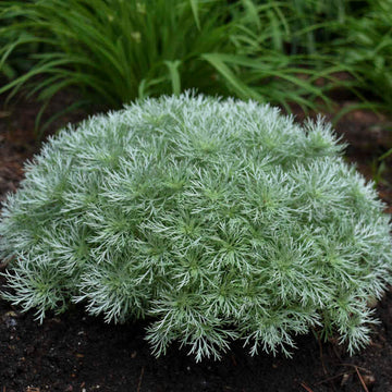Silver Mound Wormwood is deer resistant