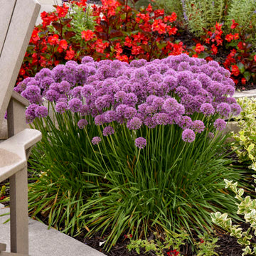 Serendipity Allium has purple flowers that are pollinator magnets