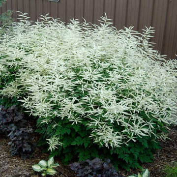 Goatsbeard is deer and rabbit resistant.