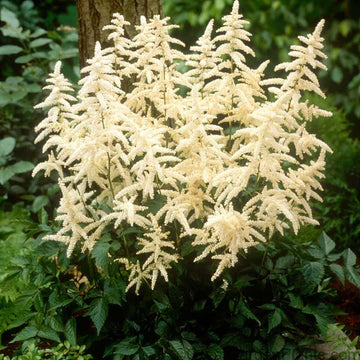 White Astilbe have pristine white blooms in early summer.