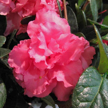 Bloom-A-Thon Pink Double Reblooming Azalea is loved by hummingbirds and butterflies