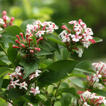 Sweet Emotion Abelia has white and pink flowers that attract  lots of butterflies
