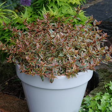 Tres Amigos abelia grows well in containers on patios, decks, and porches.
