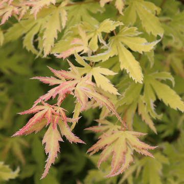 Metamorphosa™ Japanese Maple has unique foliage that changes colors throughout the season.
