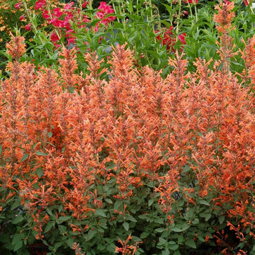 Kudos™ Mandarin Hummingbird Mint