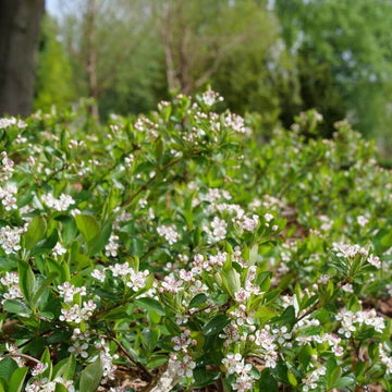 Ground Hug Aronia has a very versatile habit and is ideal for landscaping