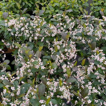 Low Scape Snowfire™ Aronia