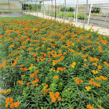 Gay Butterflies Milkweed (Asclepias tuberosa) has showy blooms with red, orange, and yellow hues.
