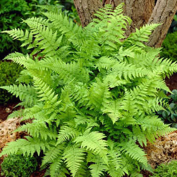 Lady Fern (Athyrium filix fermina is ideal for under trees or alongside ponds and streams