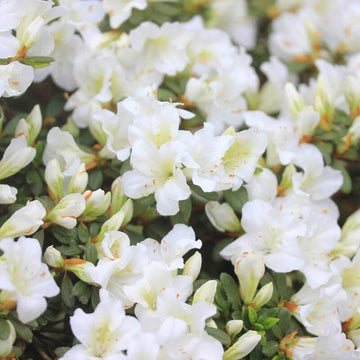 Bloom-A-Thon White Reblooming Azalea has dazzling white blooms 