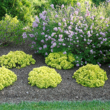 Sunjoy Mini Saffron Barberry has bright yellow green color all throughout the season until fall