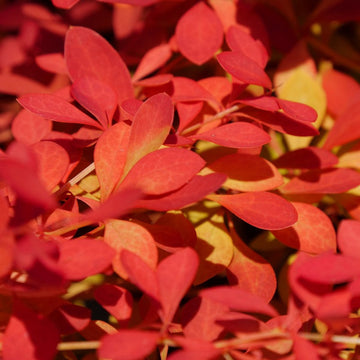 Sunjoy Neo Barberry makes for a bright orange hedge or speciment planting