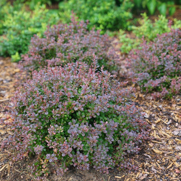 Sunjoy Todo Barberry is resistant to disease and drought