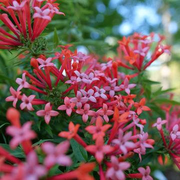 Estrellita Little Star firecracker bush has star-like blooms of vivid pink-orange-red. 