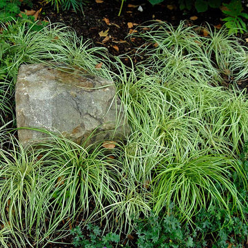 Evergold Sedge is a variegated ornamental grass with bright yellow centers and green edges. 
