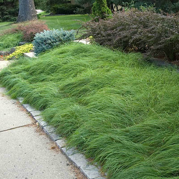 Pennsylvania Sedge creates a drought tolerant, no-mow lawn