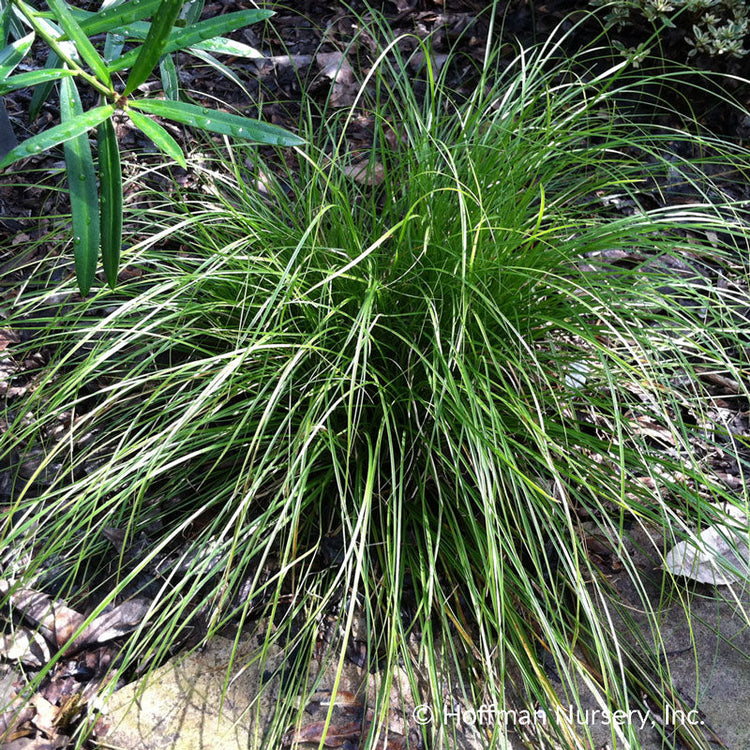 Eastern Star Sedge