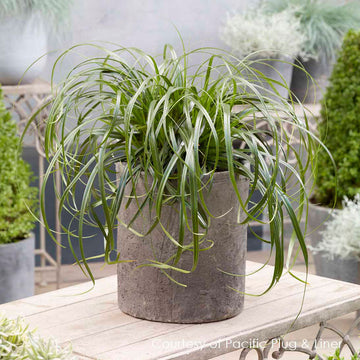 Ribbon Falls™ Sedge