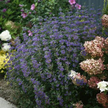 Beyond Midnight Bluebeard it explodes with bright purple blue flowers in late summer through fall