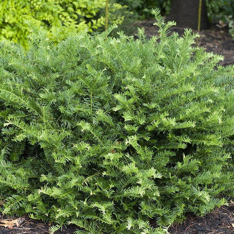 Fritz Huber Plum Yew is a medium size  evergreen with glossy green needles that are enticingly soft to the touch. 