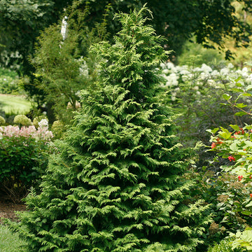 Soft Serve False Cypress handsome pyramidal habit adds structure to the landscape