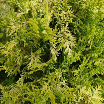 Soft Serve Gold False Cypress yellow evergreen with handsome form