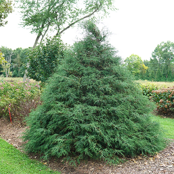 Haywire™ False Cypress