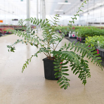 Christmas Fern