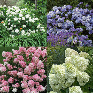 A collection of 4 hydrangeas perfect for cut flower gardens. Enjoy plenty of plush blooms in and out of your garden.