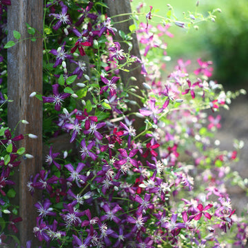 Sweet Summer Love Clematis is an award-winning flowering vine!