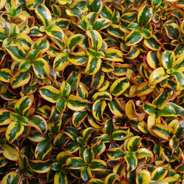 Waxwing Gold Mirror Bush have glossy foliage and each leaf is a kaleidoscope of green, yellow and red colors.