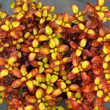Waxwing Orange Mirror Bush is heat and drought tolerant