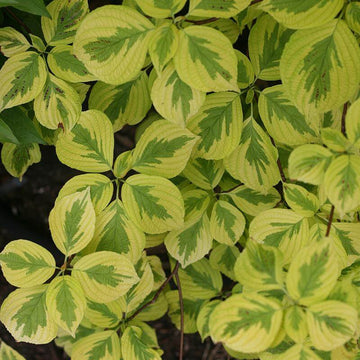 Golden Shadows Pagoda Dogwood is a great native tree for shady spots
