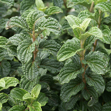 Pucker Up Red Twig Dogwood has unusual textured foliage