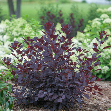 Winecraft Black Smokebush blooms all summer
