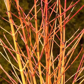 Arctic Sun Dogwood has a yellow base blending with oranges and tipped with coral red