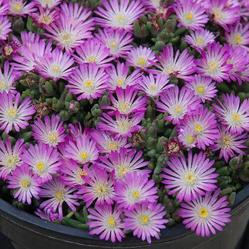 Hot Cakes Fig Fusion Ice Plant has vivid purple flowers