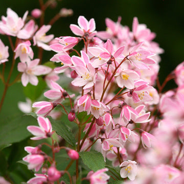 Yuki Cherry Blossom Deutzia has stunning pink blooms.