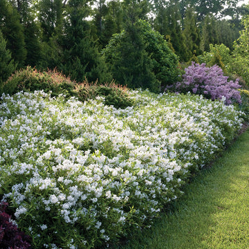 Yuki Snowflake Deutzia has delicate white blooms.