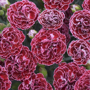 Fruit Punch Cherry Vanilla Dianthus has carnation like blooms with deep red pink and crisp white