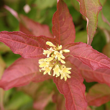 Kodiak Orange Diervilla has vivid orange foliage, especially in spring and fall