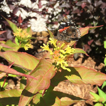 Kodiak Red Diervilla foliage turns vivid red in the fall